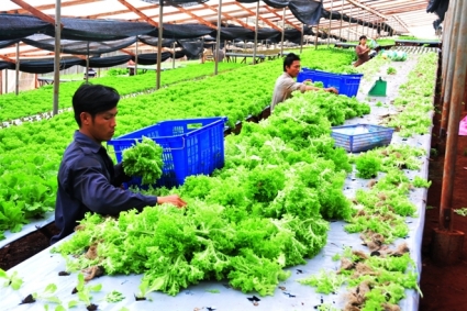 BẬT MÍ BÍ QUYẾT CHO NGƯỜI MỚI TRỒNG RAU THỦY CANH