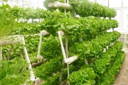 Các loại giàn thủy canh trồng rau sạch