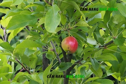 5 giải pháp cho cây ăn quả kém hiệu quả