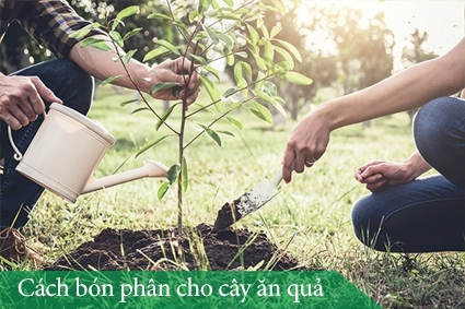 Cách bón phân cho cây ăn quả