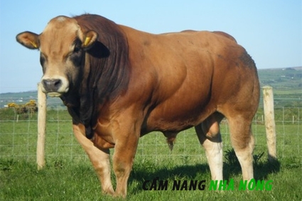 Làm thế nào để đạt được thành công lớn từ nuôi bò vỗ béo?