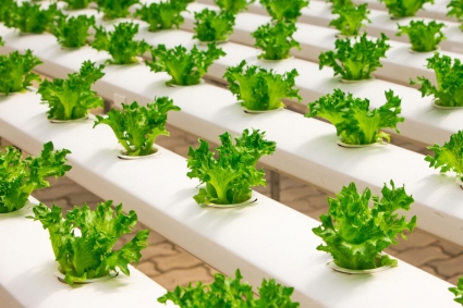 Hệ thống thủy canh nào phù hợp với bạn?