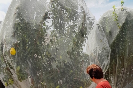 6 bước bảo quản lưới chống ruồi vàng