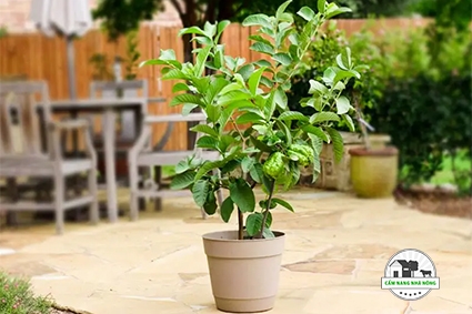 Trồng Ổi trong Chậu | Thông tin và Chăm sóc Cây Ổi