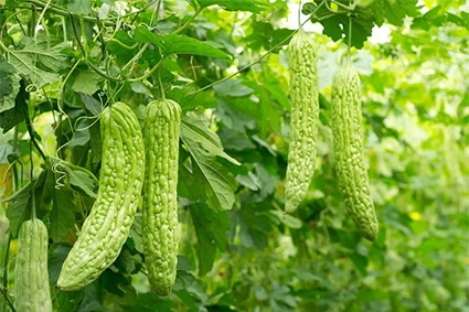 Cách trồng Mướp đắng | Trồng mướp đắng trong chậu