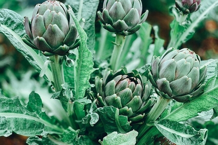 Trồng Atiso trong Chậu