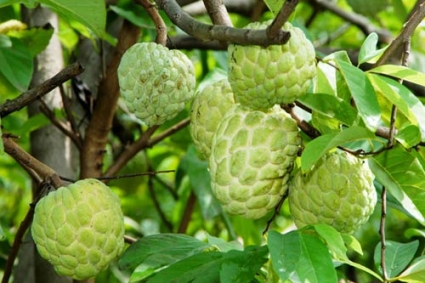 Cách trồng và chăm sóc cây na