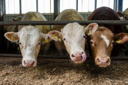 Bốn bước để tối ưu hóa hiệu suất vỗ béo gia súc