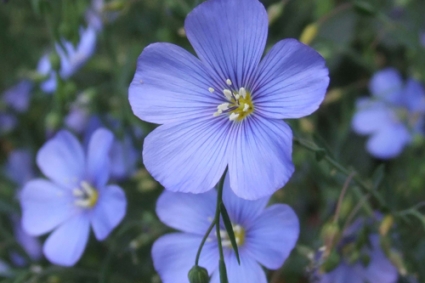 Tìm hiểu về cây lanh