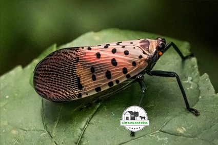 Cách kiểm soát ruồi đóm