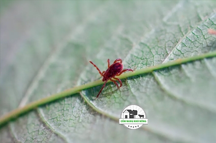 Làm thế nào để ngăn chặn bọ đỏ