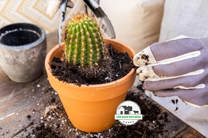 Cách Cấy Cây Xương Rồng An Toàn