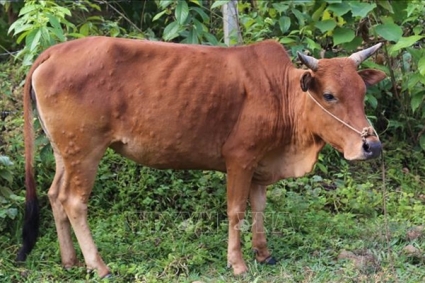 Bệnh da sần ở gia súc