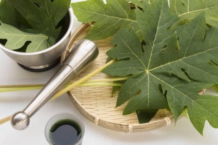 Cách tăng sản lượng trứng bằng lá đu đủ