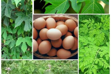 Làm thế nào để tăng sản lượng trứng ở gà