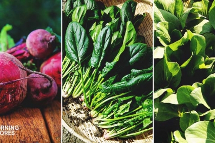 16 loại rau nhanh phát triển và thời gian thu hoạch ngắn