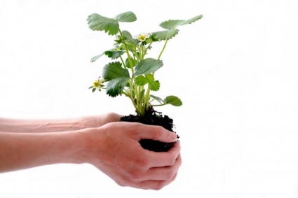 5 mẹo giúp đất trồng rau khỏe và giàu dinh dưỡng