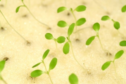 Nuôi trồng thủy canh trong nhà bếp của bạn