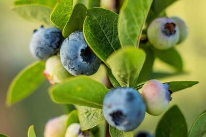 Top 10 cây ăn quả dễ trồng và thu hoạch nhanh nhất