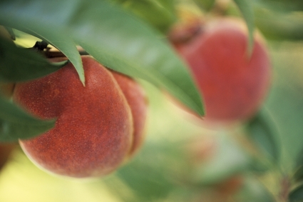 Sâu bệnh hại cây đào