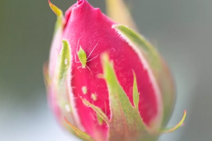 Tự chế thuốc xịt chống rệp