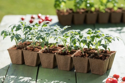 8 mẹo để trồng cà chua từ hạt giống