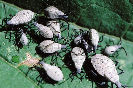 Ngăn chặn bọ bí ngô trong vườn của bạn