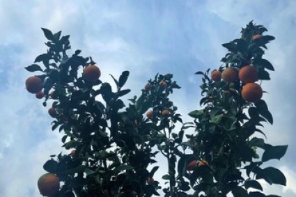 Những cách tốt nhất để ngăn sâu bọ khỏi cây ăn quả