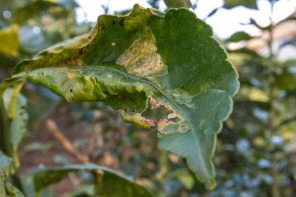 Nguyên nhân và cách phòng tránh bệnh xoắn lá