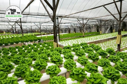 Ưu và nhược điểm của Làm vườn thủy canh