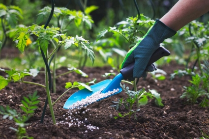 Mẹo xử lý đất và phân bón cho vườn rau
