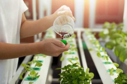 Sử dụng bao nhiêu phân bón trong hệ thống thủy canh