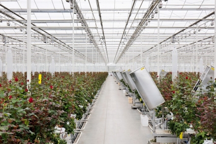 Những điều bạn cần biết khi trồng hoa hồng thủy canh