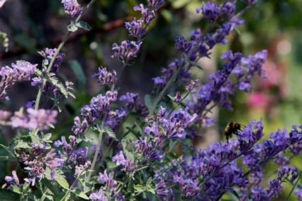 10 cây thảo mộc có hoa