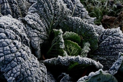 15 cây rau có khả năng chịu sương giá