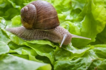 Cách kiểm soát ốc sên trong vườn bằng phương pháp hữu cơ