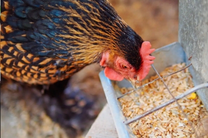 Thức ăn cho gà từ ngũ cốc nguyên hạt không có đậu nành và ngô