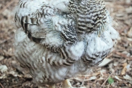 Tại sao gà thay lông và cách giúp gà nhanh mọc lông