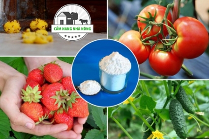 Ứng dụng Axit boric trong vườn rau và vườn hoa