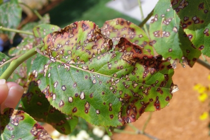 Các bệnh trên lá do nấm và vi khuẩn gây ra