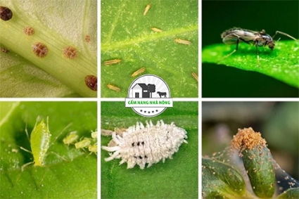 Các loại sâu bệnh hại cây trồng