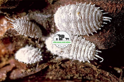 Cách phòng ngừa và diệt rệp sáp hiệu quả