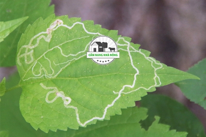 Cách phòng ngừa và diệt sâu vẽ bùa