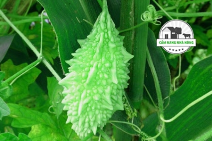Cách trồng mướp đắng trong chậu tại sân thượng