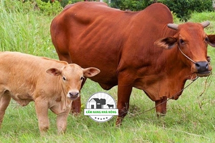 KỸ THUẬT VÀ KINH NGHIỆM NUÔI BÒ SINH SẢN HIỆU QUẢ