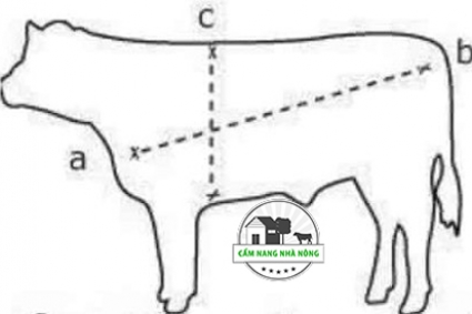 Cách xác định tuổi và khối lượng của trâu