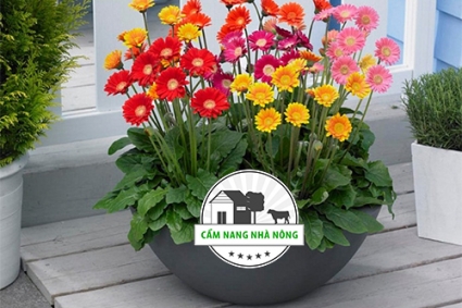11 loại hoa trồng dịp tết bạn nên thử
