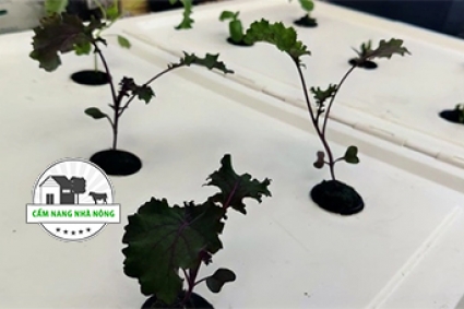 Cách làm hệ thống thủy canh của riêng bạn