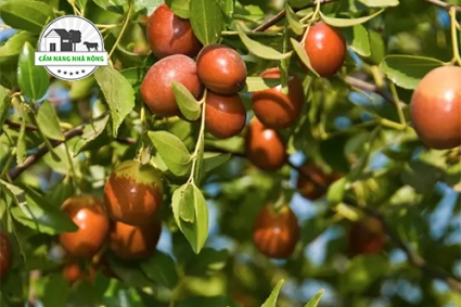 25 Cây Ăn Quả Chịu Hạn Tốt Nhất | Cây ăn quả có khả năng bảo dưỡng thấp