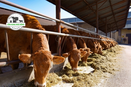 Phương thức vỗ béo bò thịt hiệu quả nhất hiện nay